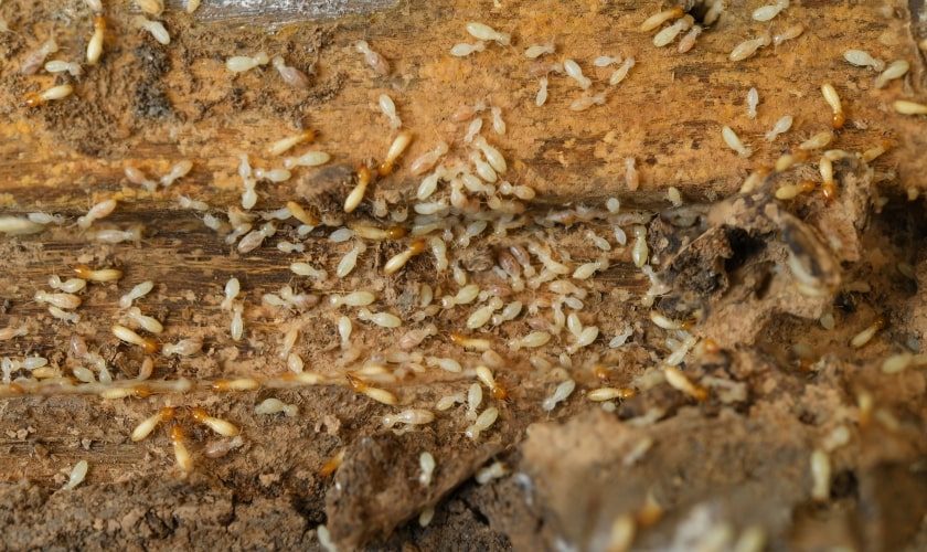 Chino Termite Control | Local Termite Inspections