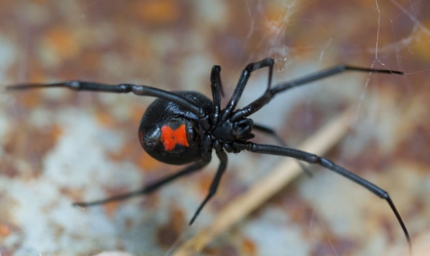 The Best Spider Exterminator in Claremont