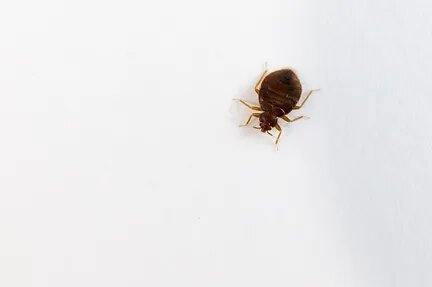 Will Heat Treatment Kill Bed Bugs?