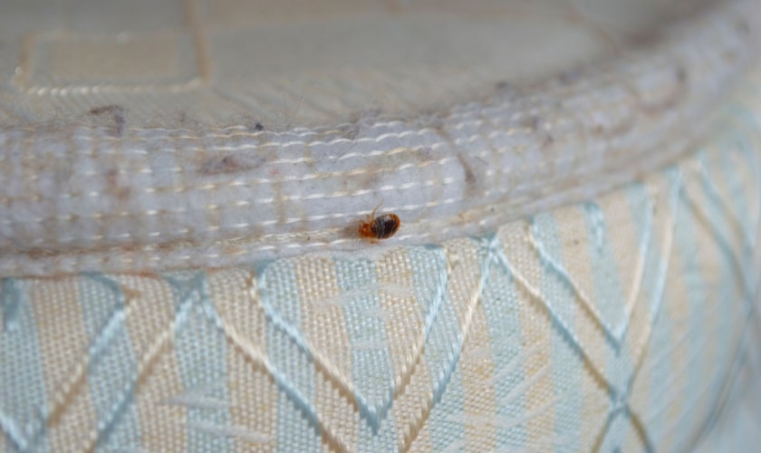 Bed bug Exterminator