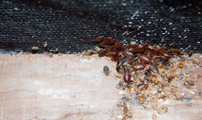 Rancho Cucamonga Best Bed Bug Pest Control Company