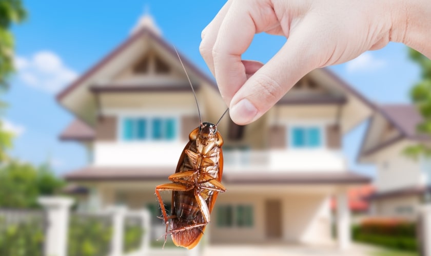 Don't Let Cockroaches Take Over Your Rancho Cucamonga Home!