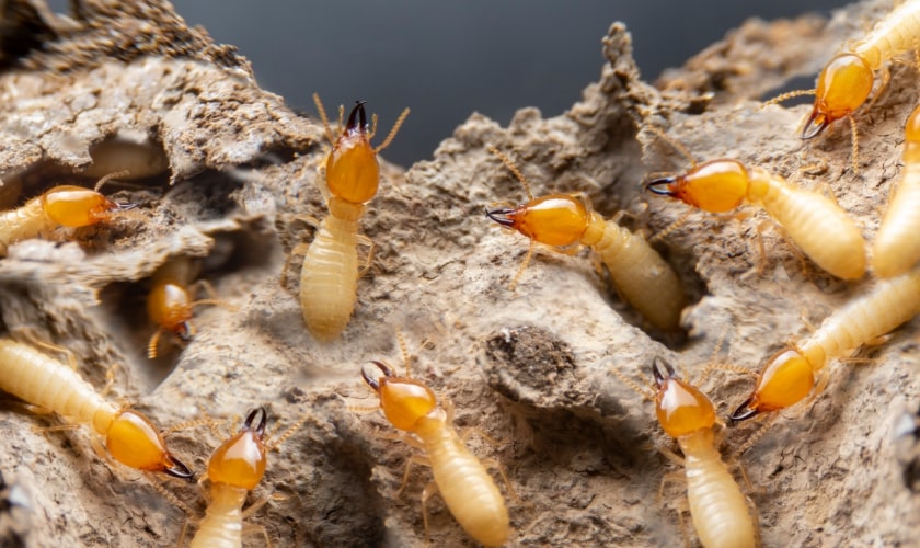 Termite Pest Control in Rancho Cucamonga