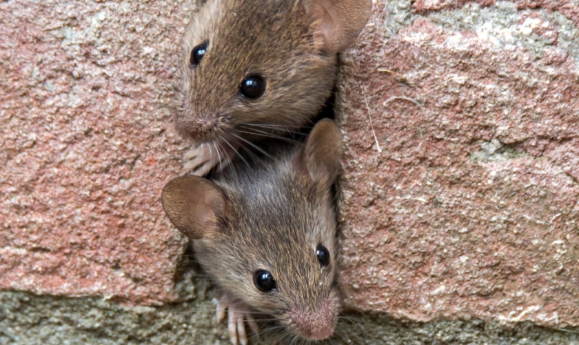 Fast Arrival & Effective Prevention for Rodent Removal Service