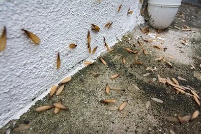 Be on the lookout for swarming termites