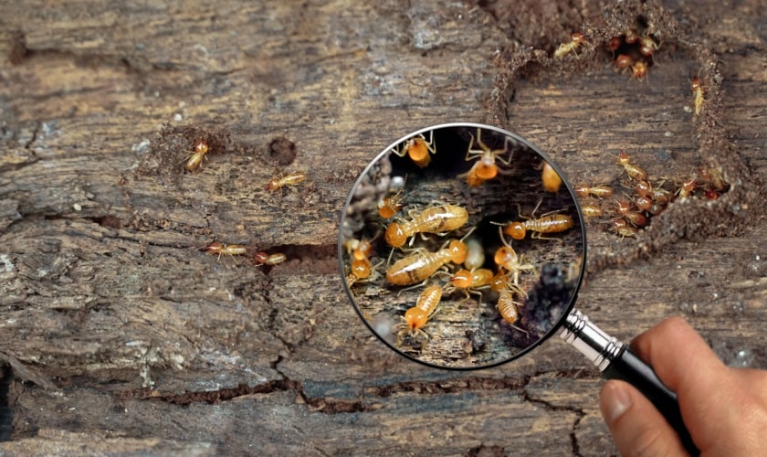 Termite Pest Control in Upland