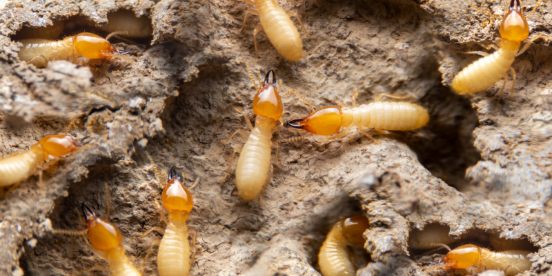 Are Termites Common in Upland?