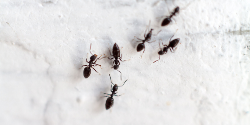 Ant Control Experts in Upland, CA