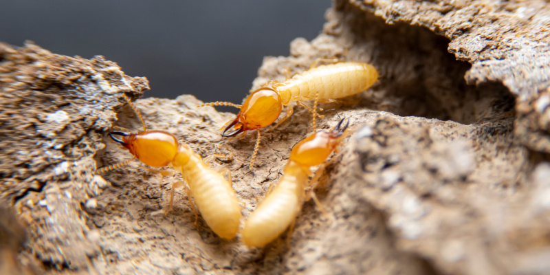 Top 3 Signs You Have a Termite Problem