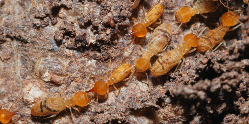 Termite Prevention Tips for Upland, CA Homeowners