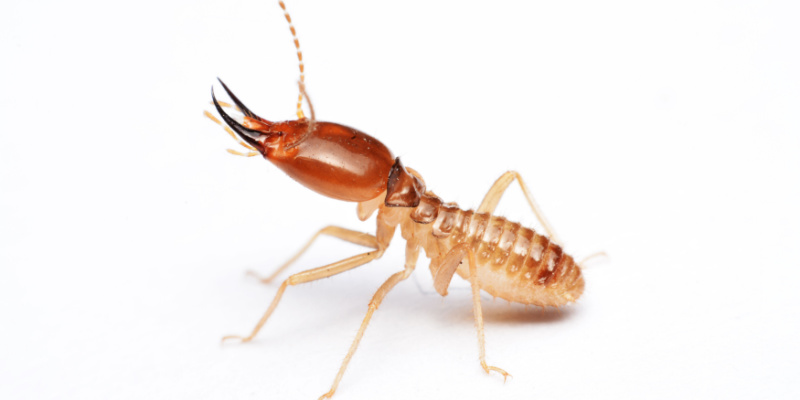 How Often Should I Have a Termite Inspection?