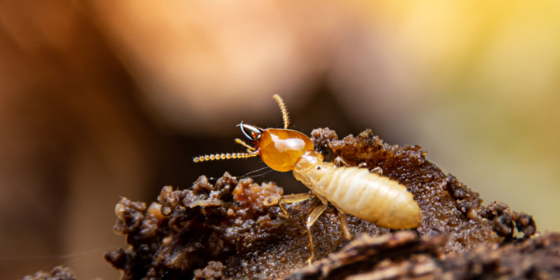 Termite Elimination Experts in the Inland Empire