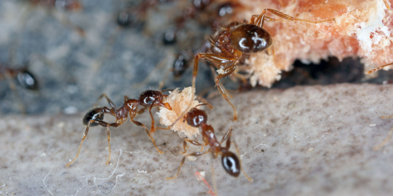 Best Ant Exterminators in Rancho Cucamonga, CA