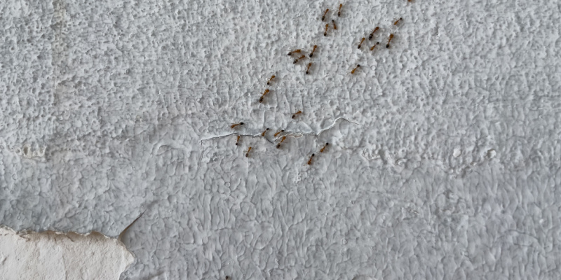 What Should I Do If I Have an Ant Problem in My Home?