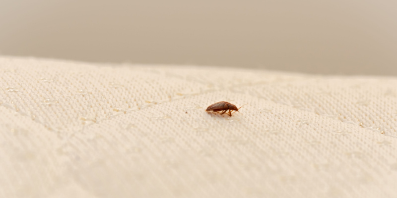 What are My Bed Bug Treatment Options in Rancho Cucamonga, CA?
