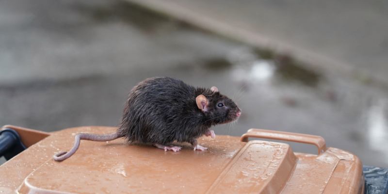 Rat Problems for Upland, CA Homeowners