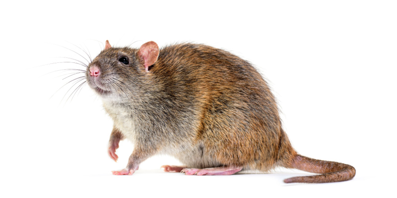 Rat and Mouse Control in Rancho Cucamonga