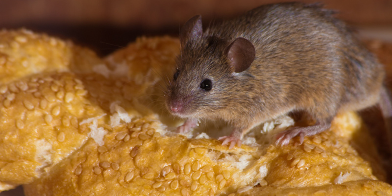 What are the Signs of a Rodent Infestation?