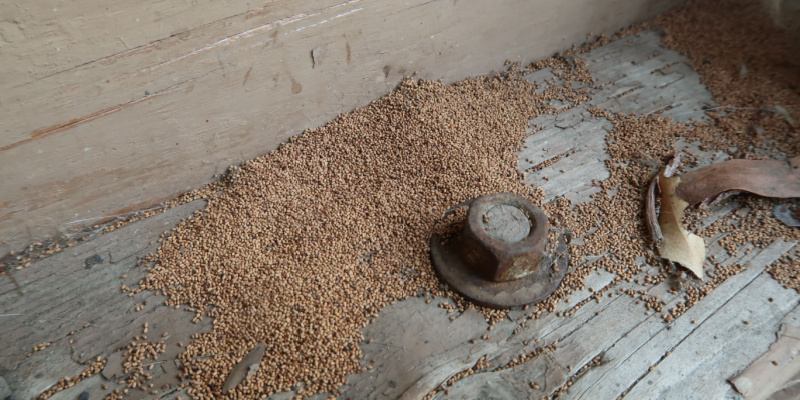 How to Determine If You Have a Termite Infestation