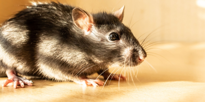 Rodent Control Experts in the Inland Empire