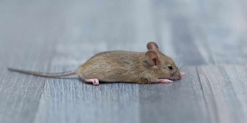 How Do I Know If I Have Mice in My Home?