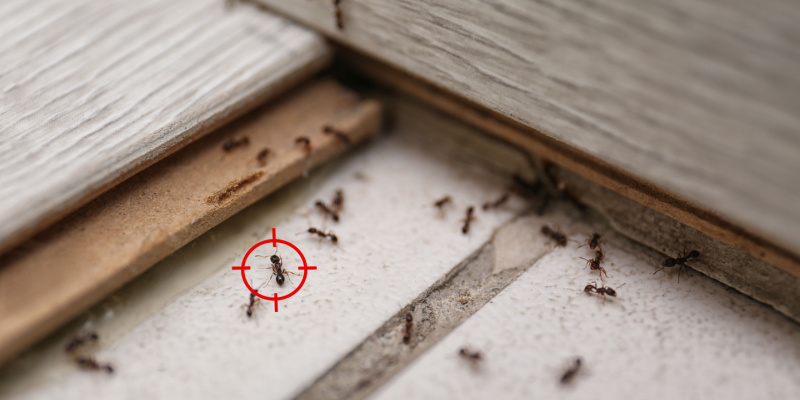 Ant Elimination and Prevention in Rancho Cucamonga