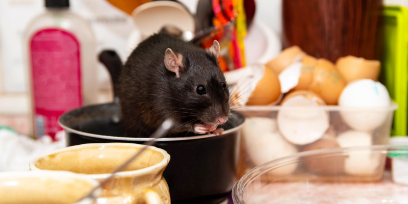 Can Rodents Cause Damage to My Home?