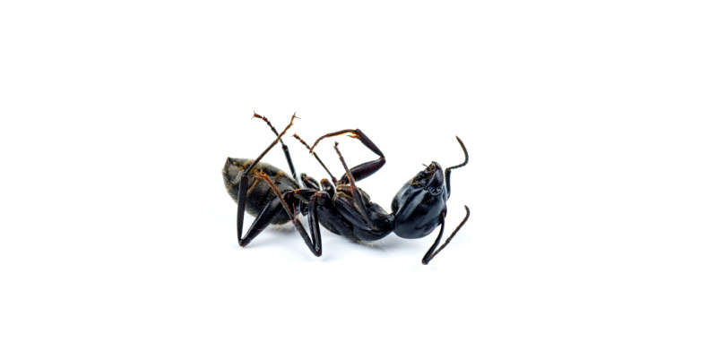 Ant Control Experts in the Inland Empire