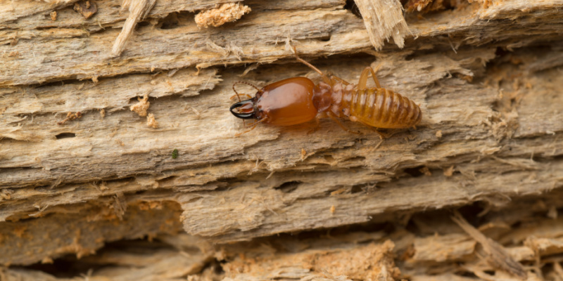 Are Termites a Problem in Southern California?