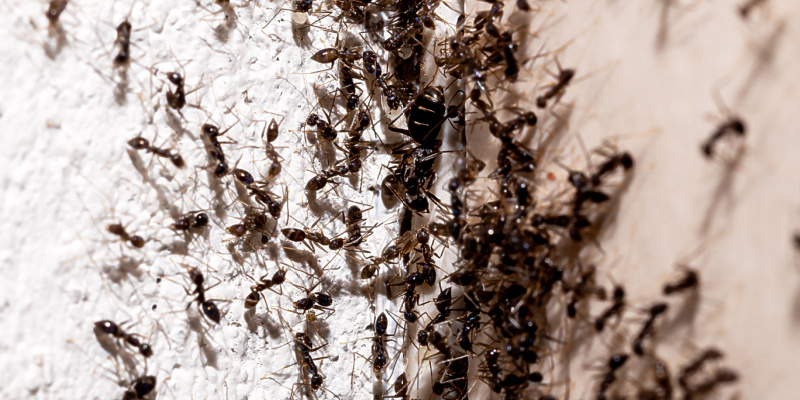 How to Prevent an Ant Infestation from Developing