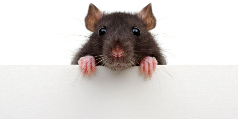 Rodent Prevention Tips for Rancho Cucamonga Homeowners