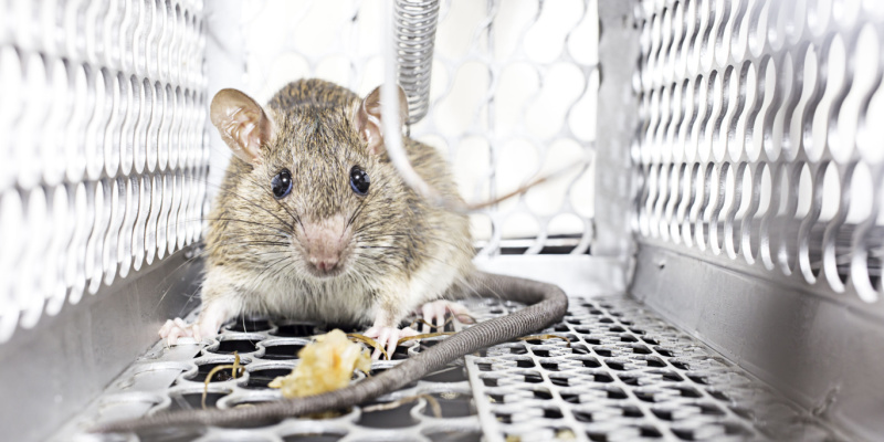 Rat and Mouse Exterminators in Upland, CA