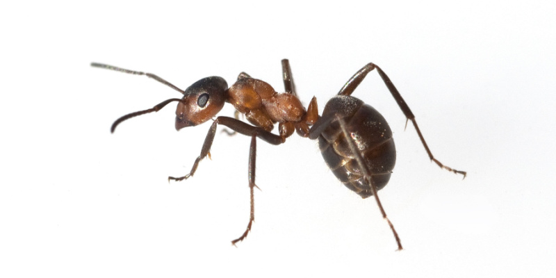 What Types of Ants are in Upland, CA?