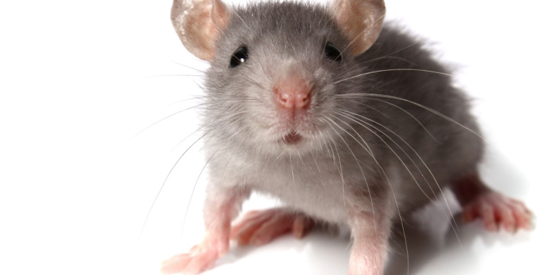 Are Mice Common in Upland, CA?