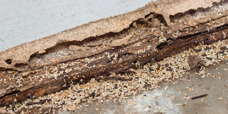Does Southern California Have a Lot of Termites?