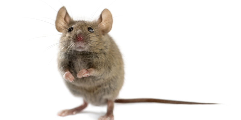 Can I Get Rid of Mice on My Own?