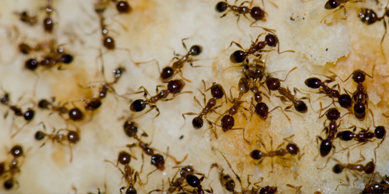 Best Ant Exterminators in Claremont, CA