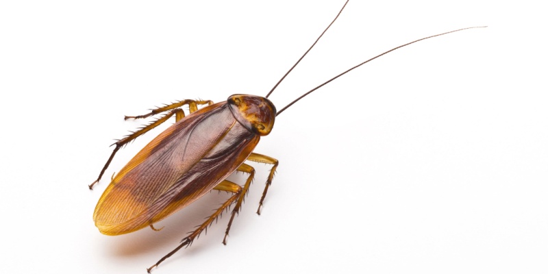 Are Cockroaches Hard to Get Rid Of?