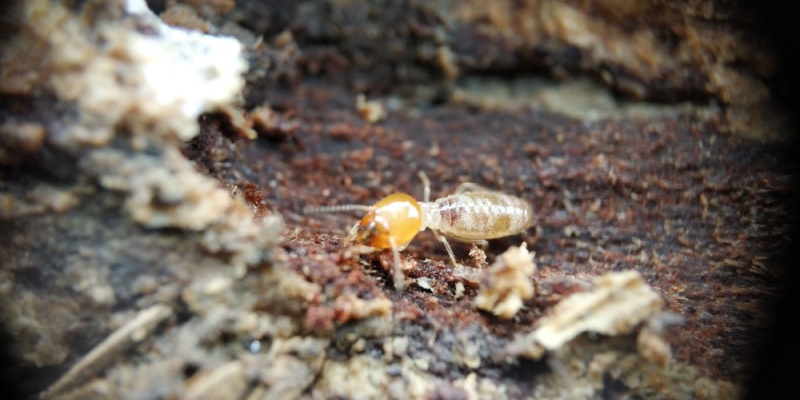 Protect Your Upland, CA Home from Drywood Termites