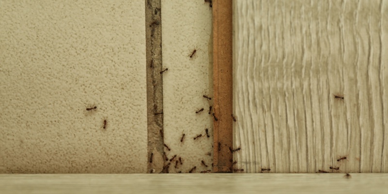3 Things You May Be Doing That Are Attracting Ants