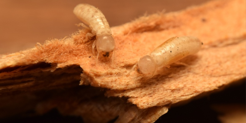 Drywood Termite Experts in Upland, CA