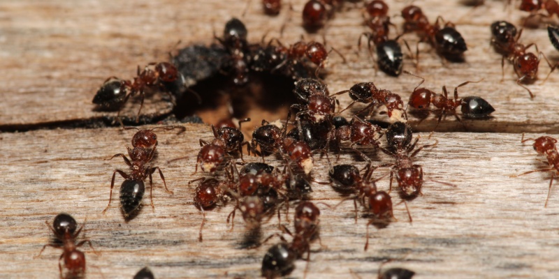 What Types of Ants Are There in Upland, CA?