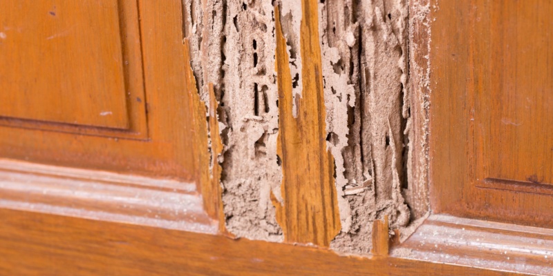 Are Drywood Termites a Common Problem in Southern California?