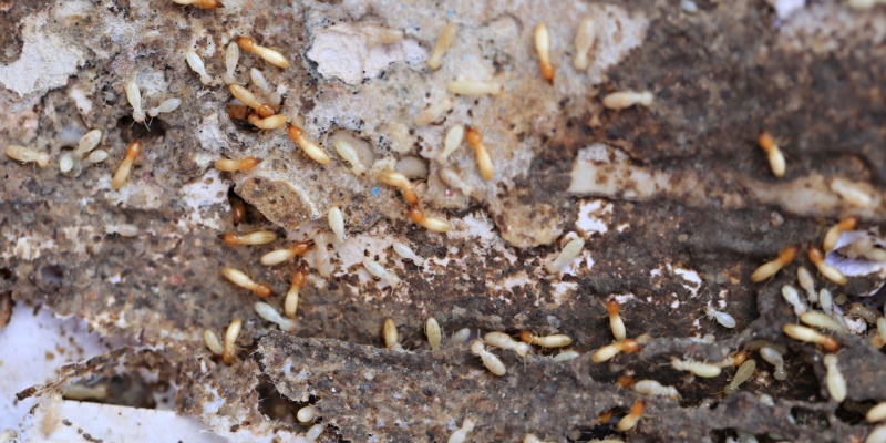 Termite Control Specialists in Southern California