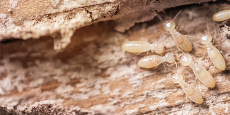 How to Determine if You Need to Call Professional Termite Exterminators