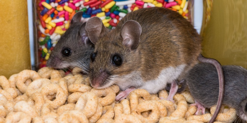 Are Mice Easy to Get Rid of on Your Own?