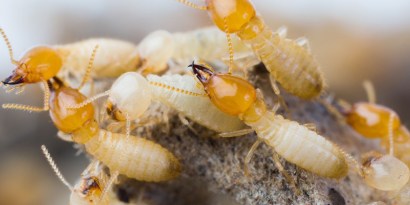 How Do I Know If I Have a Drywood Termite Problem in My Home?