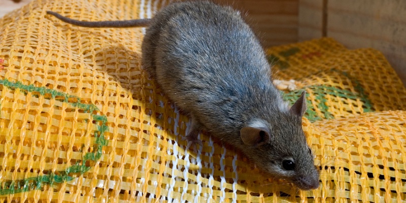 How to Prevent Rodents from Entering Your Home