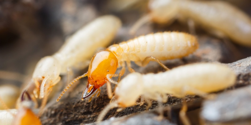 Are Termites a Common Problem for Rancho Cucamonga Homeowners?