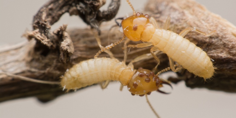 Protect Your Southern California Home from Drywood Termites